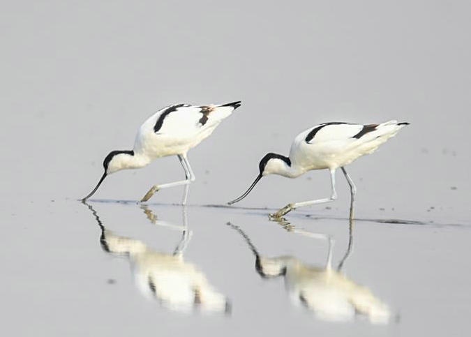 內(nèi)蒙古：濕地迎來大批候鳥