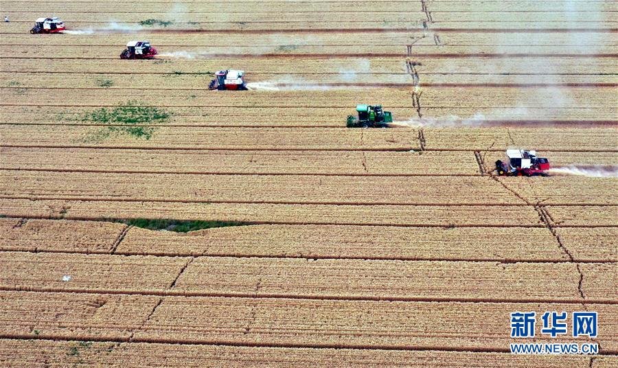 (社會(huì))(1)“糧王”開鐮收麥