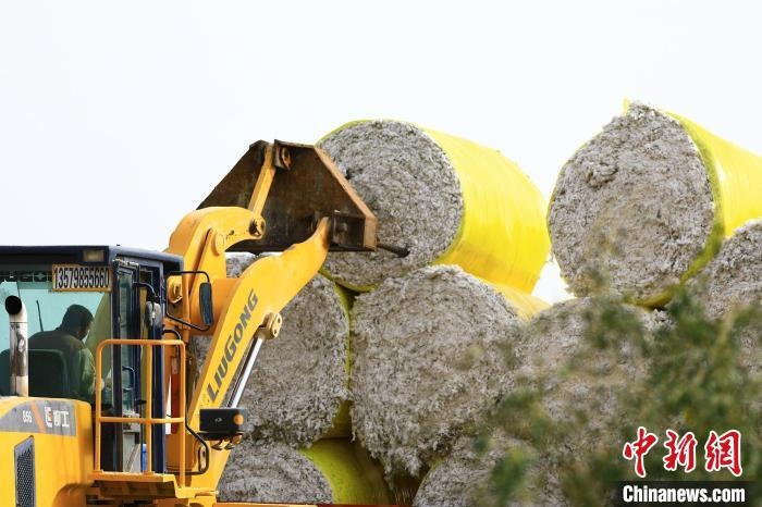 叉車將采棉機(jī)吐出的“金蛋蛋”裝車?！「唠p強(qiáng) 攝