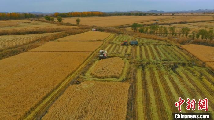 圖為科右中旗杜爾基鎮(zhèn)雙金嘎查的萬畝水稻田進(jìn)入集中收割期。　趙殿威 攝