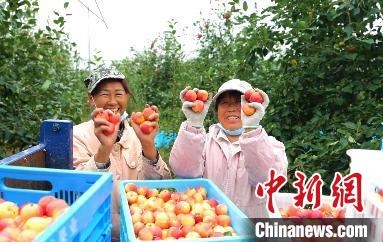 圖為興安盟沙果迎豐收。　科右前旗委宣傳部供圖