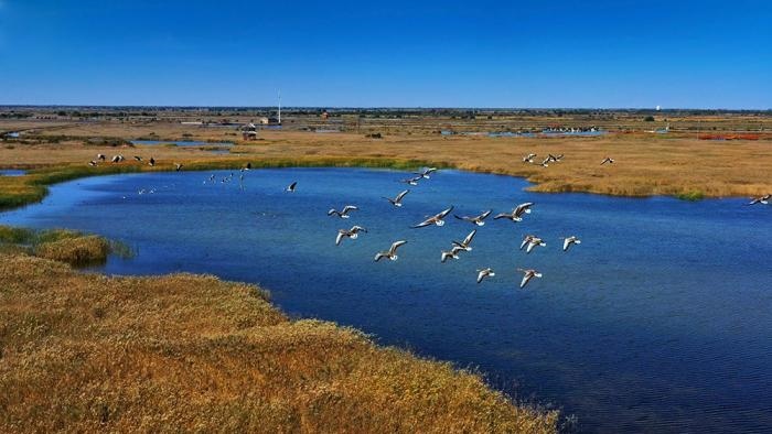 △黃河三角洲擁有天然蘆葦270平方公里，是東北亞內(nèi)陸和環(huán)西太平洋鳥類遷徙重要的“中轉(zhuǎn)站”、越冬地和繁殖地。(總臺(tái)央視記者李煒、程鋮拍攝)