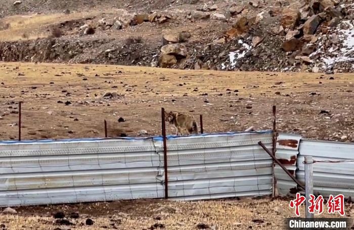 圖為闖入村民家中的野狼?！∨d海縣公安局溫泉派出所供圖