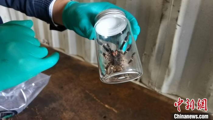 張家港海關(guān)工作人員截獲捕鳥蛛。　王健超 攝