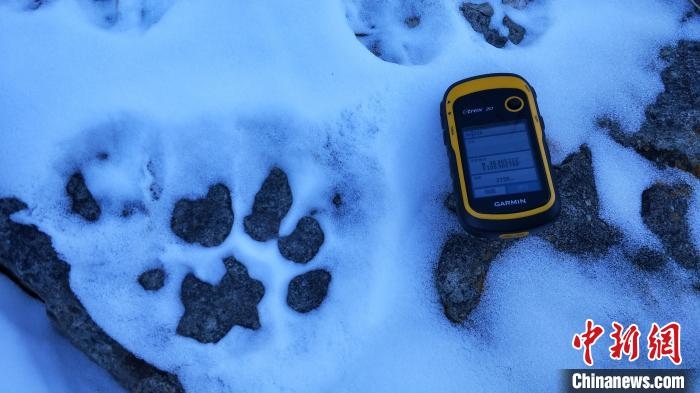 圖為疑似放歸雪豹的足跡(資料圖)?！?nèi)蒙古賀蘭山國家級(jí)自然保護(hù)區(qū)供圖