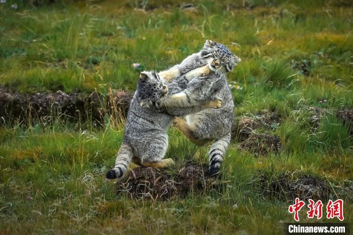 圖為作品《難分伯仲》?！〗股?攝