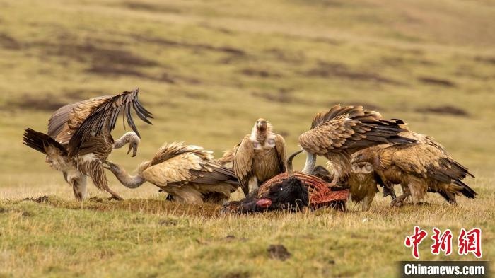 圖為作品《聚會》?！℃夭疾夭爬?攝