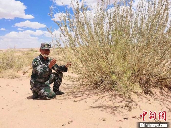 圖為謝寶民查看梭梭長勢?！∈茉L者供圖