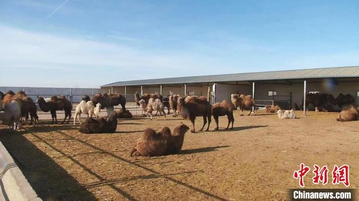 圖為額濟(jì)納旗駝奶產(chǎn)業(yè)基地?！⊥蹰L梅 攝