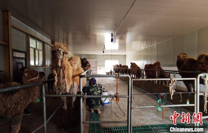 圖為共人正在給駱駝擠奶?！⊥蹰L梅 攝