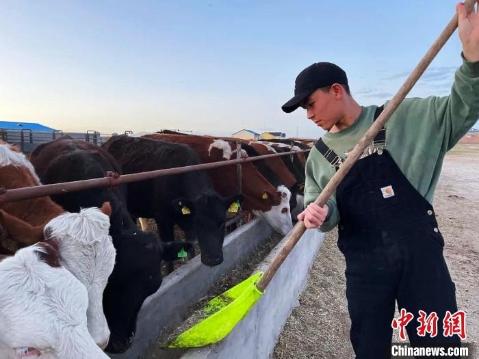 圖為敖木希勒在喂牛?！“侥鞠＠展﹫D