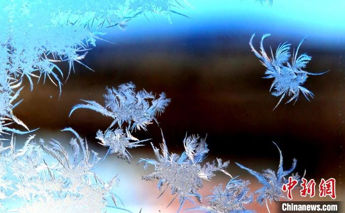 玉樹瓊枝盈滿窗?！O書程 攝