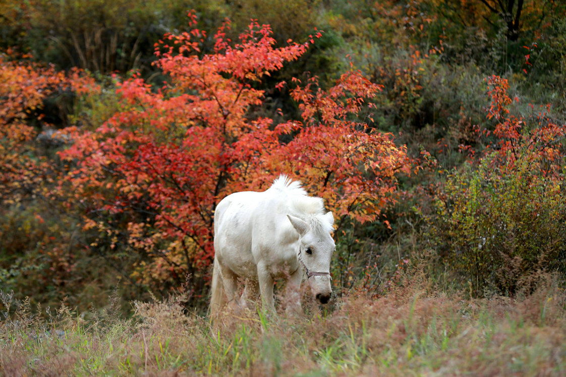 飛閱內(nèi)蒙古 ∣ 層林盡染大青山