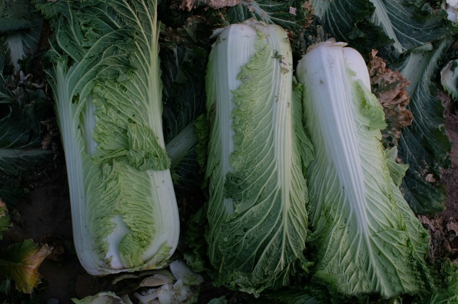 1667662604231812.jpg 微信圖片_20221105231447.jpg