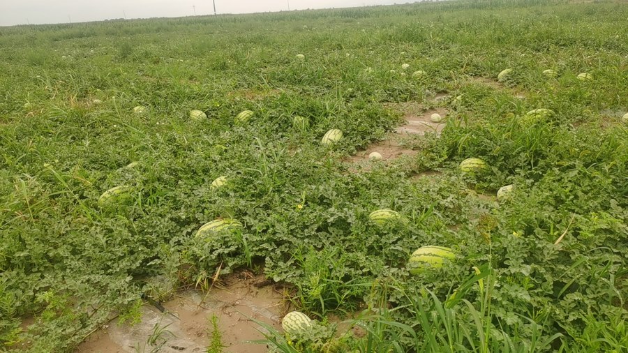 1699446458260815.jpg 微信圖片_20231108202403.jpg