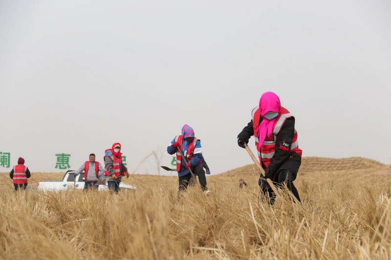 1772265295962620.png 阿拉善治沙人員將一束束稻草扎進沙海穩(wěn)固流沙.png