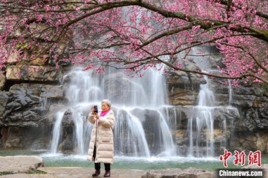 2月23日，市民在乾藝梅園景區(qū)拍攝綻放的梅花。瞿宏倫 攝