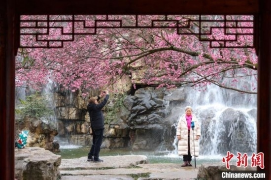 2月23日，市民在乾藝梅園景區(qū)觀賞拍攝綻放的梅花。瞿宏倫 攝