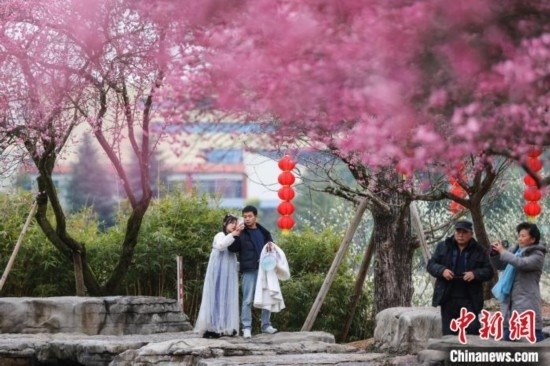 2月23日，市民在乾藝梅園景區(qū)觀賞綻放的梅花。瞿宏倫 攝