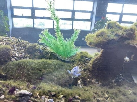 圖為寶鋼湛江鋼鐵水控中心，觀賞海魚在鋼渣漁礁里游動