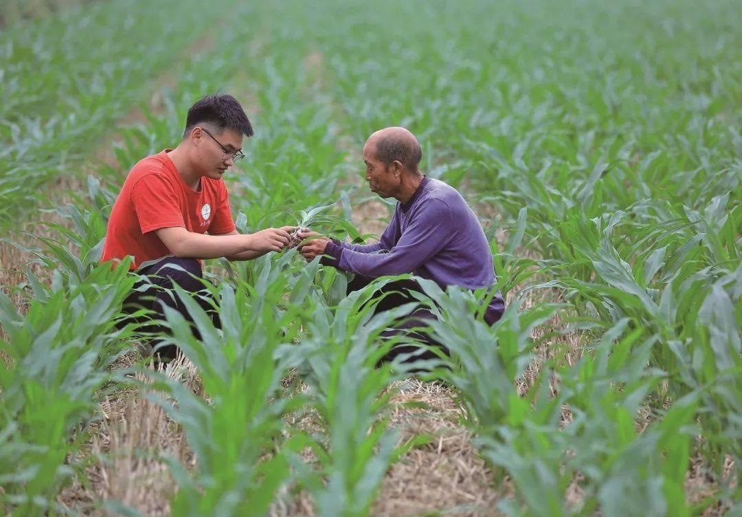 △科技小院的學(xué)生在給村民講解玉米種植知識(shí)。