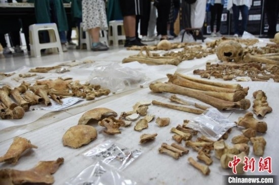 圖為已清理完畢的骨骼標(biāo)本。王宇 攝