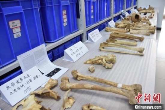 圖為已清理完畢的骨骼標(biāo)本。王宇 攝