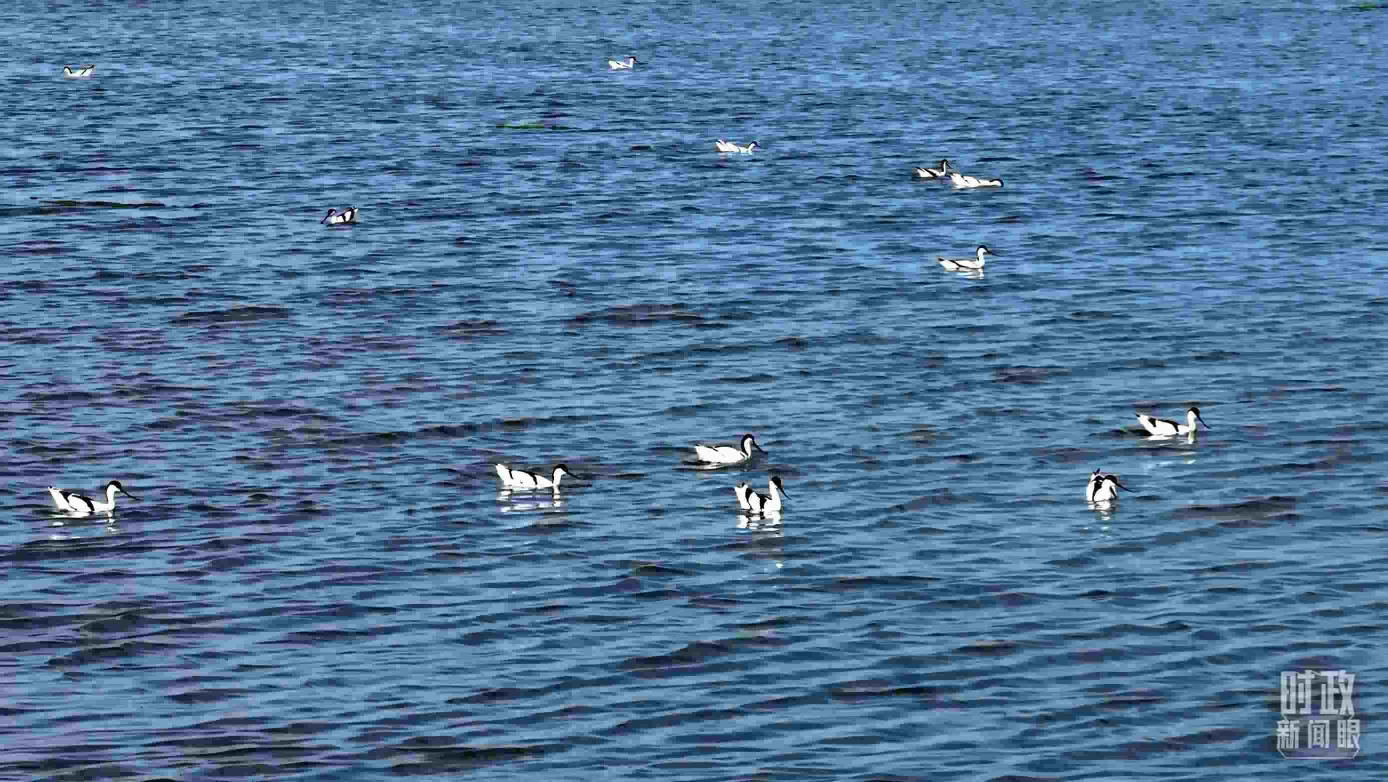 △鹽湖棲息的鳥類。（總臺記者裴大偉、康曉宇拍攝）