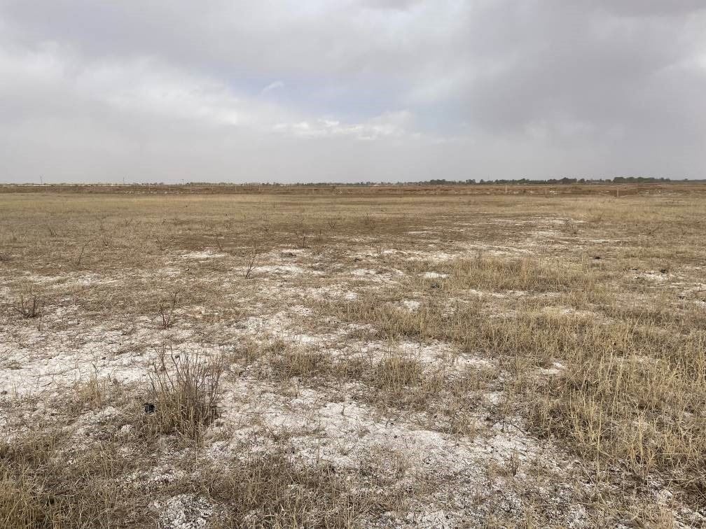 撂荒后的部分地塊已現(xiàn)鹽堿。 人民網(wǎng)記者 楊喬攝