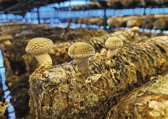 龍游數(shù)智大棚種植的花菇。 記者 祝梅 攝