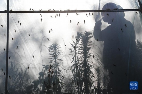 6月21日，山東省樂陵市西段鄉(xiāng)岔河村東亞飛蝗養(yǎng)殖基地的養(yǎng)殖戶在大棚內(nèi)忙碌。新華社記者 范長國 攝