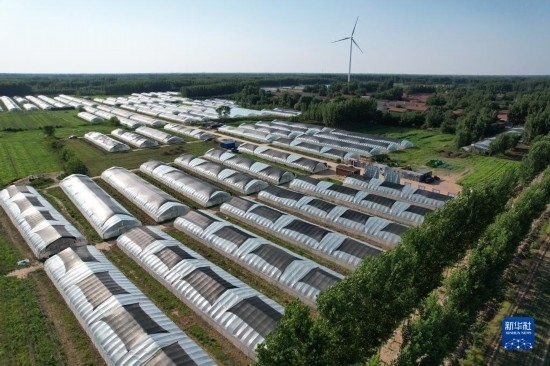 這是6月21日在山東省樂陵市西段鄉(xiāng)岔河村拍攝的東亞飛蝗養(yǎng)殖基地（無人機(jī)照片）。新華社記者 范長國 攝