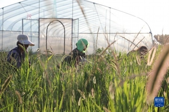 6月21日，山東省樂陵市西段鄉(xiāng)岔河村東亞飛蝗養(yǎng)殖基地的螞蚱養(yǎng)殖戶在割草。新華社記者 范長國 攝