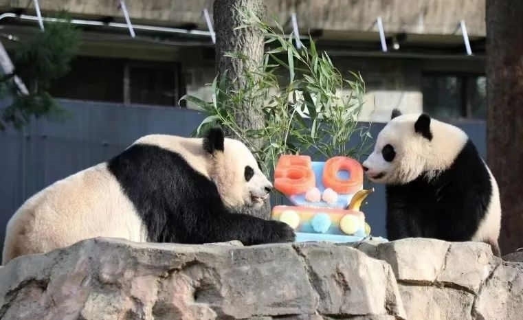 2022年，美國國家動物園舉辦活動慶祝大熊貓抵美50周年，園方為大熊貓“美香”“添添”和“小奇跡”一家三口準(zhǔn)備了有“50”字樣的冰凍水果蛋糕。（圖片來源：雅安市廣播電視臺）