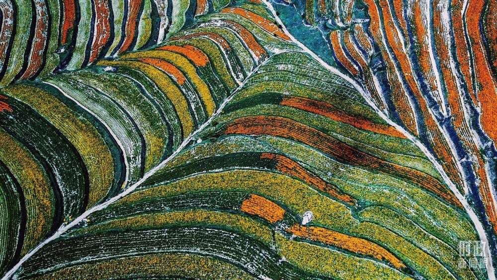 寧夏彭陽縣。萬壽菊與格?；ㄊ㈤_在錯(cuò)落的山間梯田上。（總臺(tái)國廣記者李晉拍攝）