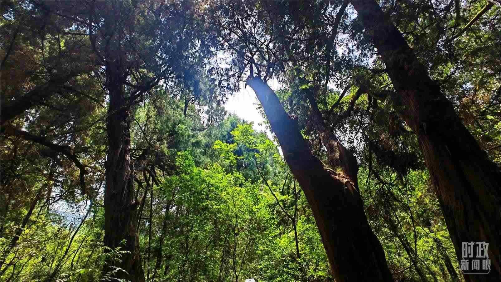 △翠云廊內(nèi)，古柏郁郁蔥蔥。（總臺央視記者程鋮拍攝）