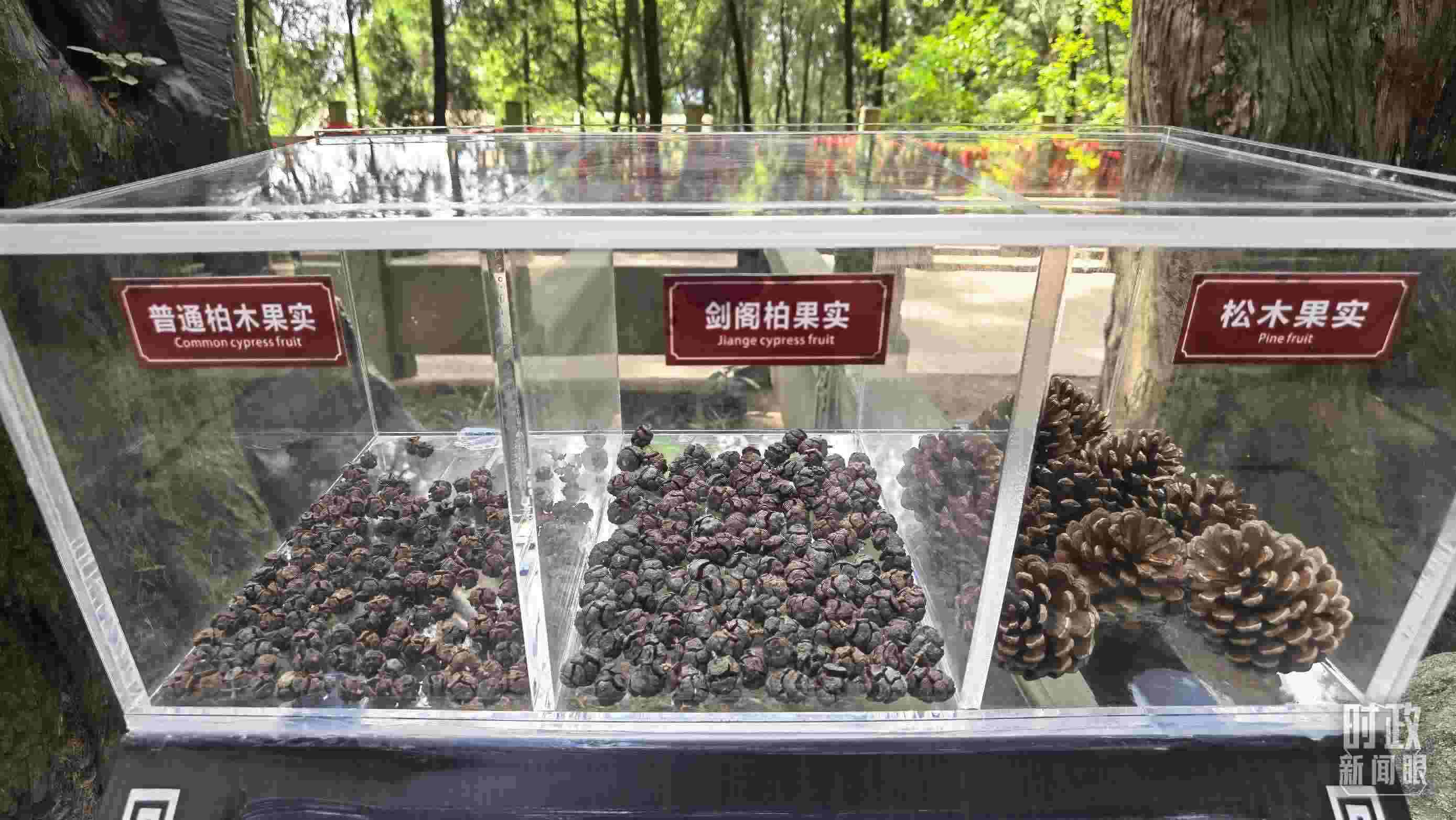 △翠云廊古蜀道，現(xiàn)場陳列的柏木和松木果實。（總臺央視記者石丞拍攝）