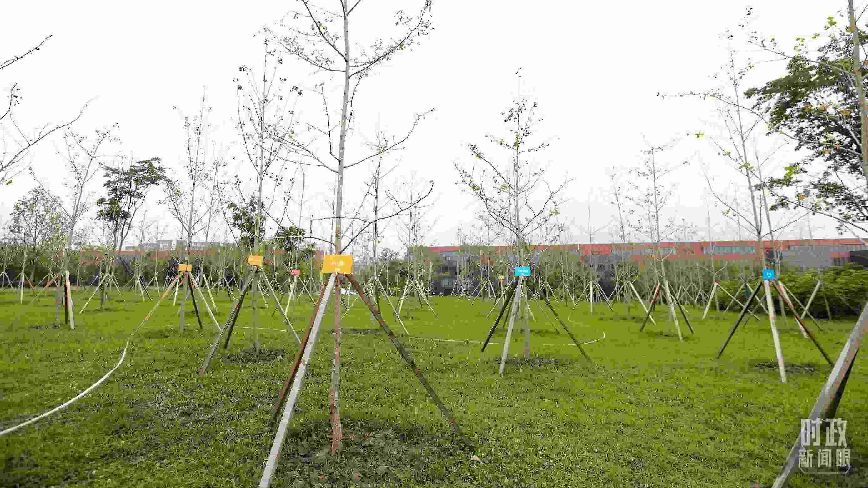 成都大運(yùn)村內(nèi)專門種植了友誼林，各國代表團(tuán)都可認(rèn)領(lǐng)。