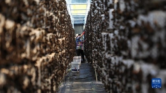 7月29日，在卓尼縣納浪鎮(zhèn)納浪村黑木耳種植基地，農(nóng)戶在采摘黑木耳。