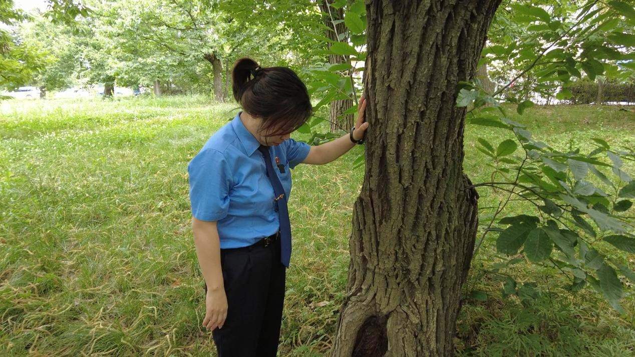 惠琳琳仔細(xì)查看古樹生長近況。人民網(wǎng) 黨童攝