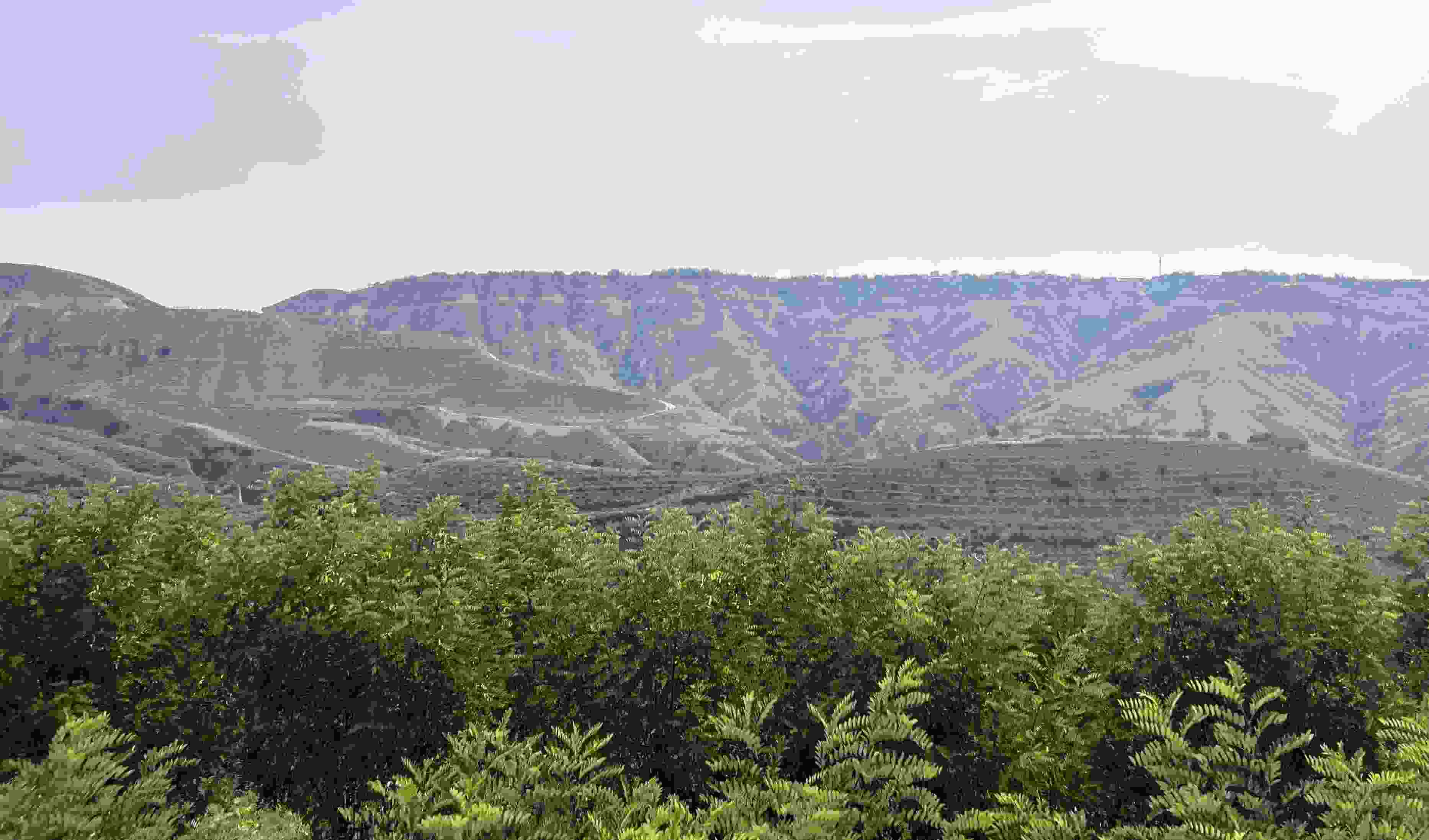 吳堡縣沿黃生態(tài)林。人民網記者 王連香攝