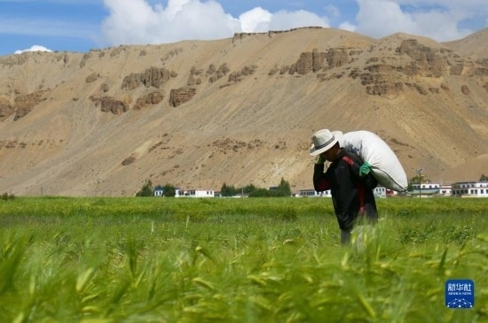 8月12日，西藏阿里地區(qū)普蘭縣赤德村村民在青稞田里勞作。