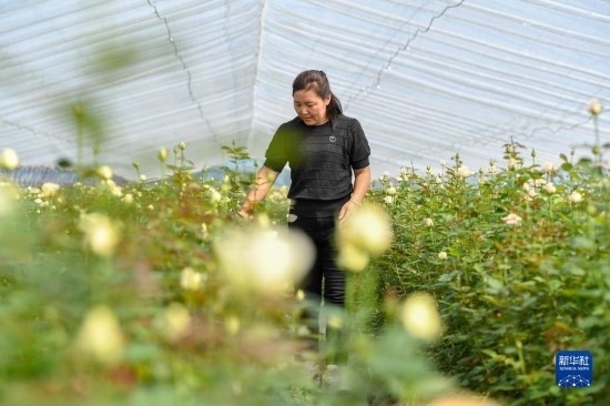 8月17日，吉林省德惠市朱城子鎮(zhèn)沿河村程雪家庭農(nóng)場的負(fù)責(zé)人楊雪在查看玫瑰花長勢。新華社記者 張楠 攝