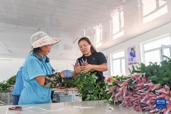 8月17日，吉林省德惠市朱城子鎮(zhèn)沿河村程雪家庭農(nóng)場的負(fù)責(zé)人楊雪（右）指導(dǎo)農(nóng)民修剪玫瑰花。新華社記者 張楠 攝