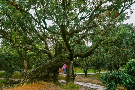 高州市根子鎮(zhèn)柏橋村古荔枝種植園。丘立賀攝