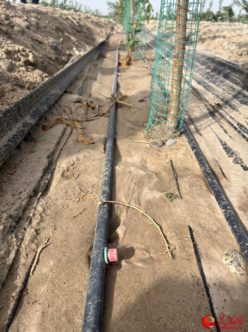 水肥一體化滴灌技術(shù)，可極大節(jié)約用水量。人民網(wǎng)記者 常雪梅攝