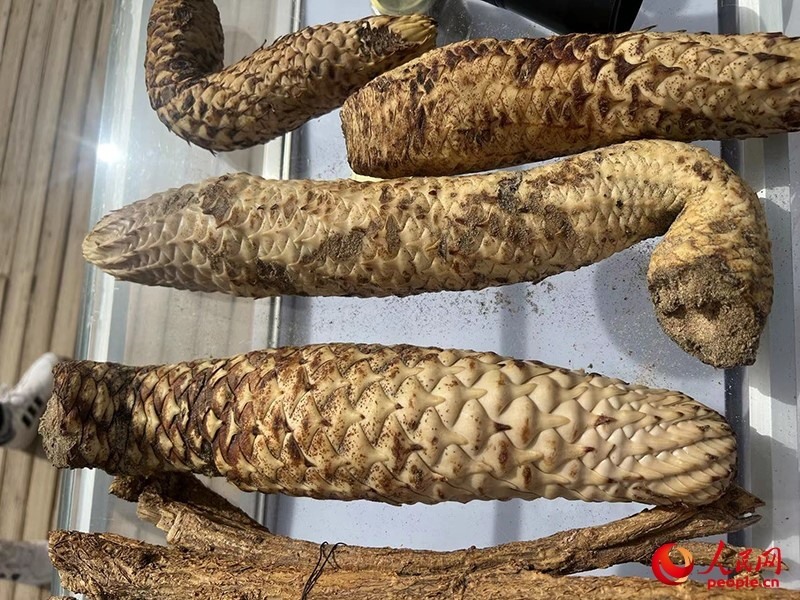 林下經(jīng)濟作物肉蓯蓉。人民網(wǎng)記者 常雪梅攝