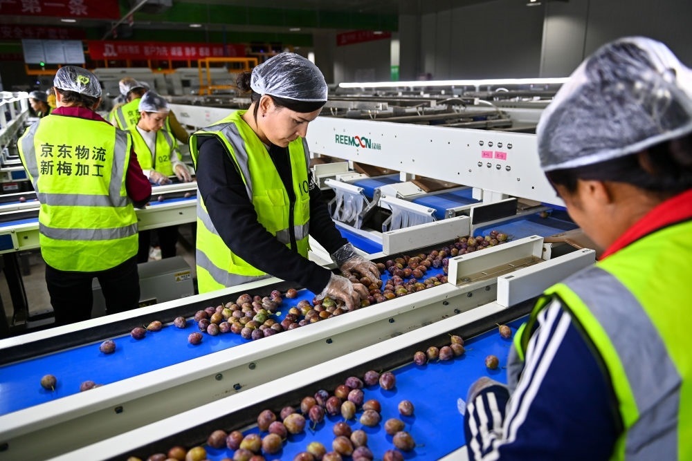 在新疆伽師縣粵伽新梅產(chǎn)業(yè)園內(nèi)的京東物流新疆智能供應(yīng)鏈中心，員工在智能分揀線檢查分選好的新梅（2023年8月30日攝）。新華社記者 丁磊 攝