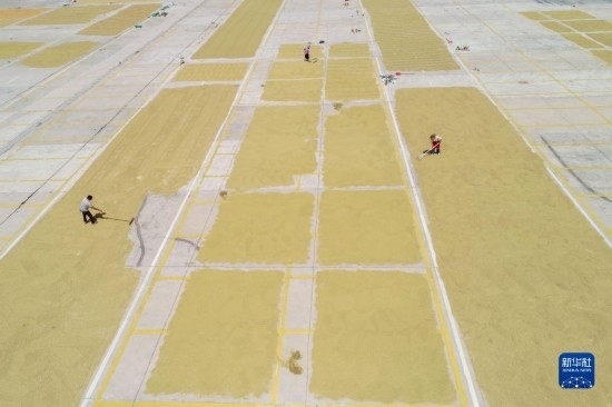 9月16日，村民在貴州省黔東南苗族侗族自治州丹寨縣金泉街道晾曬稻谷（無人機照片）。