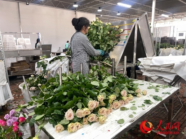 車間工人在整理花束。人民網(wǎng) 周靜圓攝